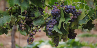 Bekende Franse druivensoorten