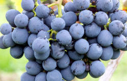 Bekende Italiaanse druivensoorten