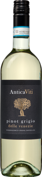 Antica viti pinot grigio delle venezie